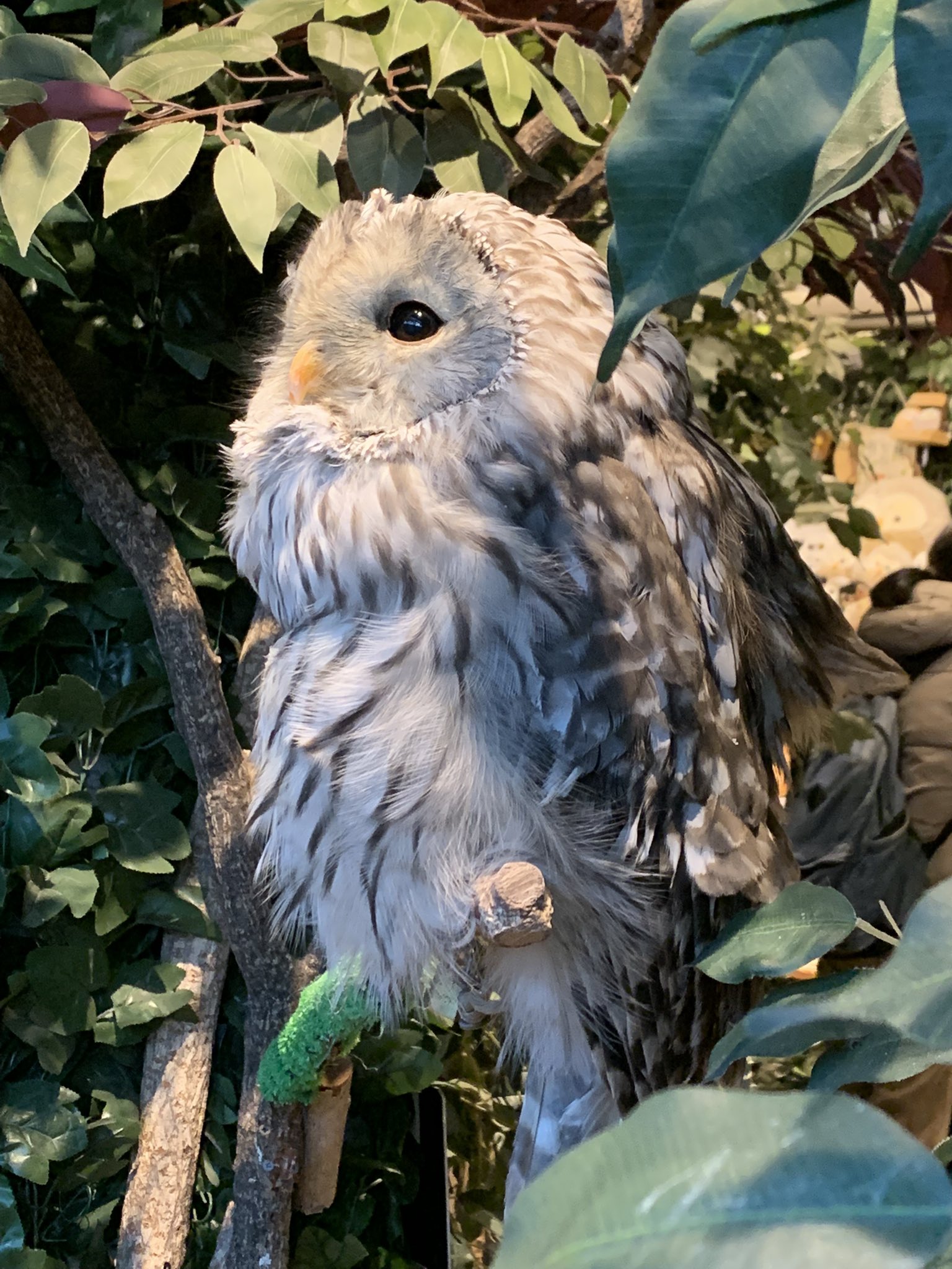 鎌倉乃フクロウの森 おはようございます 土日の営業時間は11 00 18 30です ウラルフクロウのジュリアさんは羽根の生え変わり中のためしばらく休憩中 触れ合いは出来ませんが 見て分かるフワフワ感をお楽しみ下さい 鎌倉 フクロウカフェ