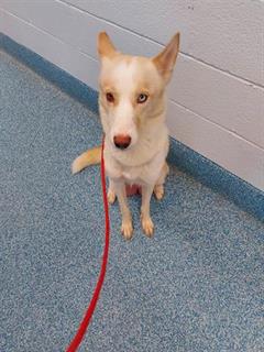 PetfindToronto's tweet image. #NEILSON #SEWELLS Pls RT2unite #FOUND #DOG-1-19 #Toronto Animal Services A910745 #EAST 416-338-7539 CREAM #ALASKANHUSKY F/?Age