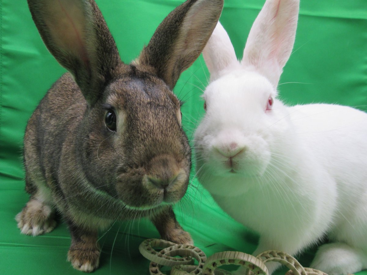 RT @AdoptableBuns: Jenny & Lotte are adult #rabbits from #Newport, DE. https://t.co/tIhghRX0ii https://t.co/Lp5qoJwHFs