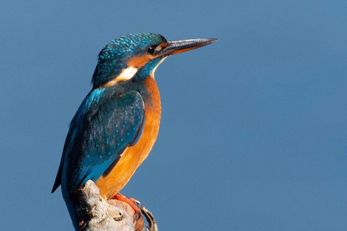lizzybethreeder's tweet photo. @Natures_Voice @BBCSpringwatch There is just something magical about a kingfisher ❤️ https://t.co/jEefch34GQ
