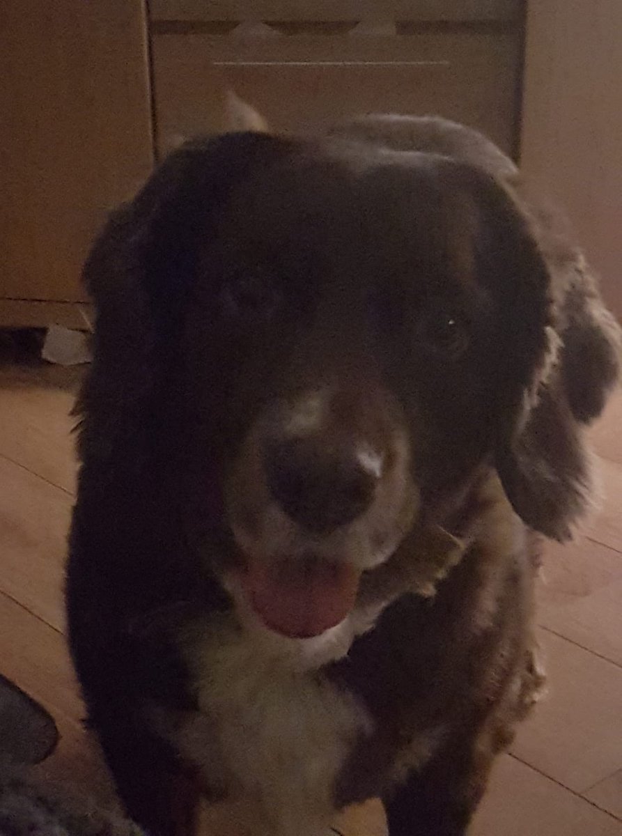 55_rangers's tweet photo. my dog who 
died https://t.co/u1PWRRqOzr