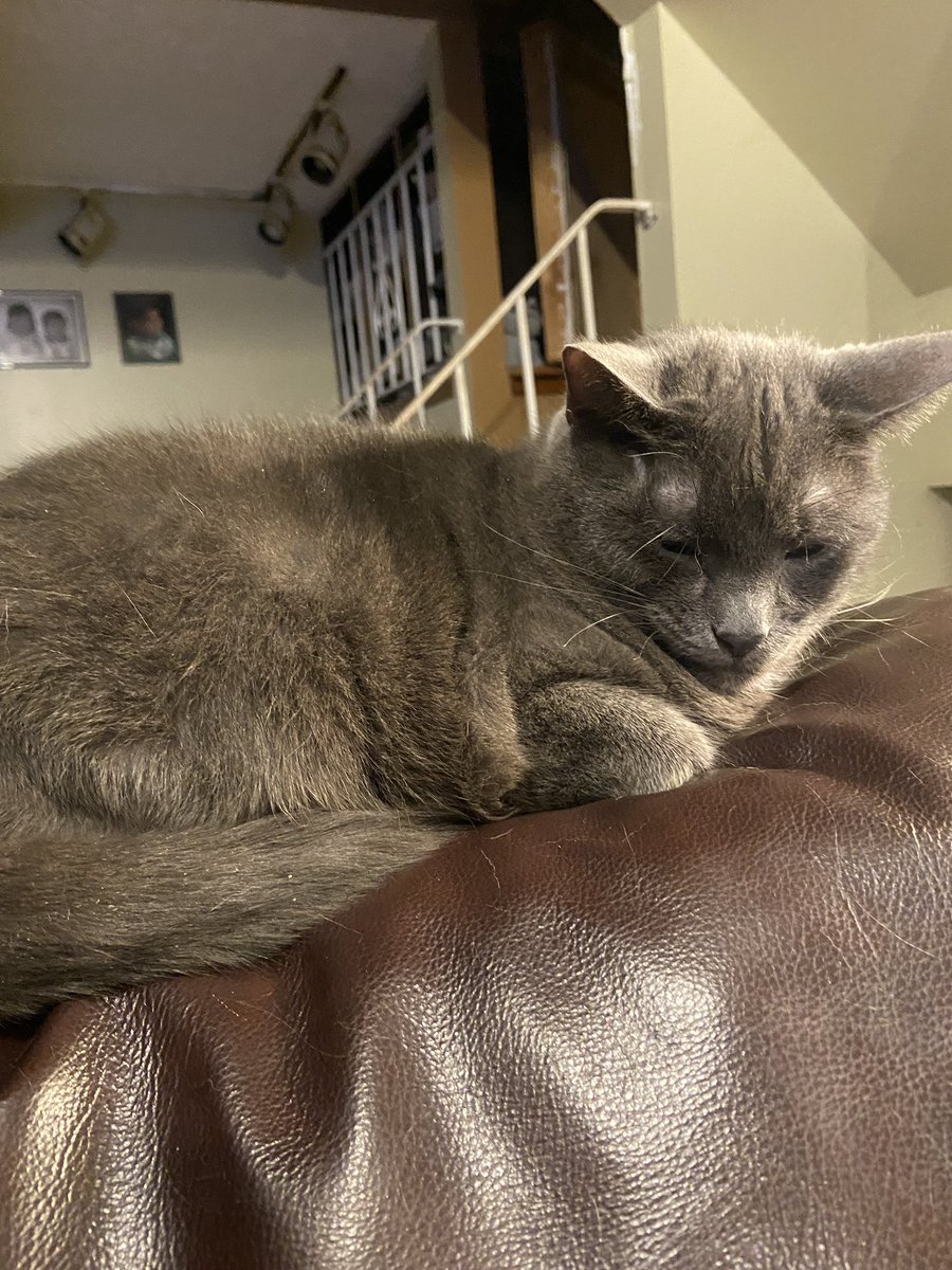 jaeden | FREE PALESTINE tweet media