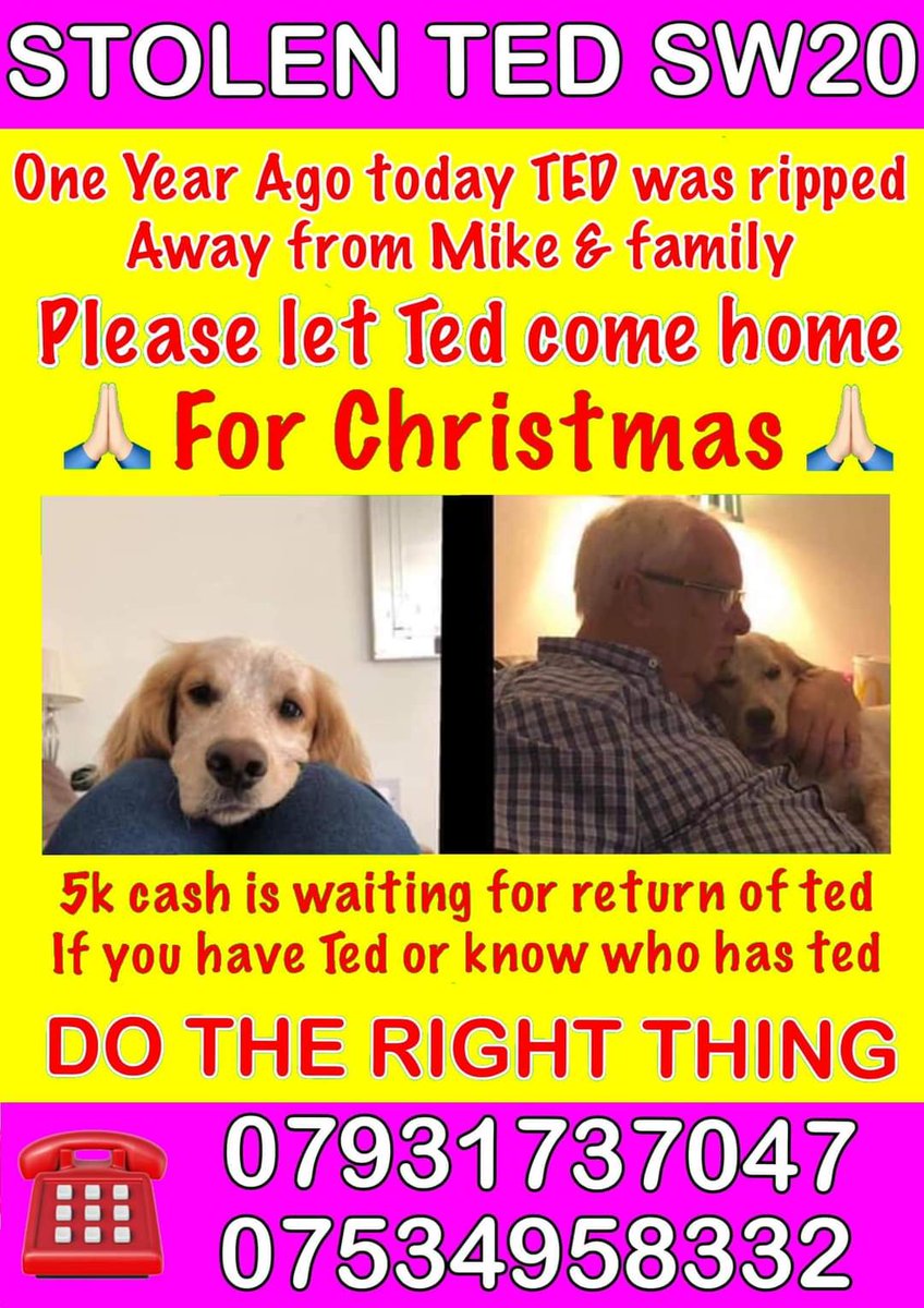 kathiebennett's tweet photo. Ted still waiting to be found 5k reward awaits please share please someone give a lead to where he might be to help him come home xx please retweet someone somewhere knows where he is someone could of bought him not realising the agony his owner is in https://t.co/tE4rD8mx5i