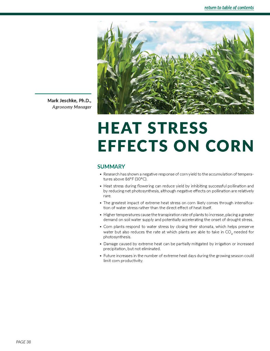How hot is too hot for corn? Research has shown that sustained temperatures over 86 F can start to drag on corn yield. There are a few different reasons why. (Page 38)   corteva.showpad.com/share/RgYvmiFK…