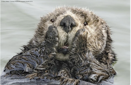 uniguide's tweet photo. Is this photo the equivalent to this: ๐ฑ for otters? #ohsh https://t.co/N0kv7R7qOJ