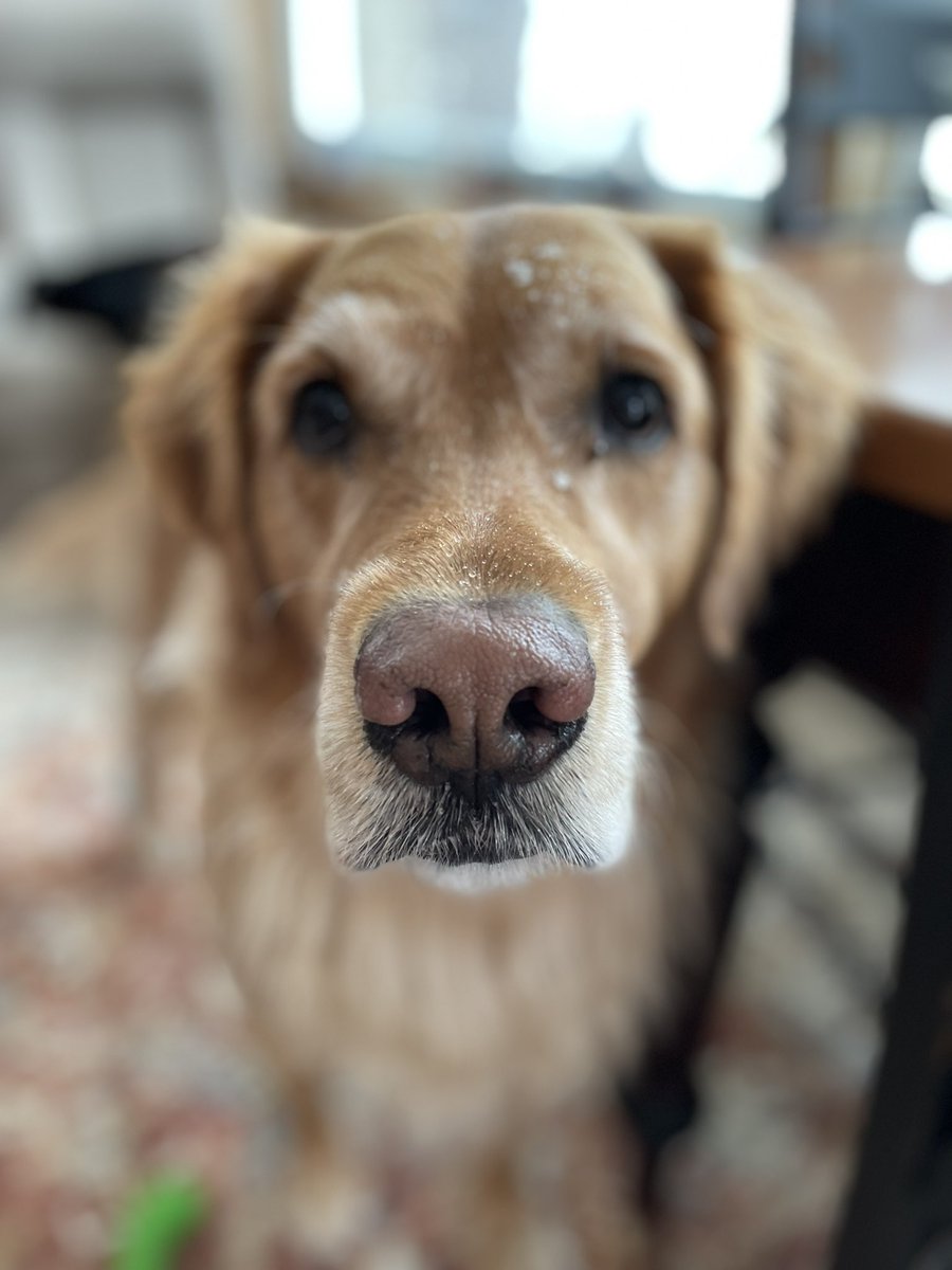 #boopmynose A snowy Charlie would love a boop.