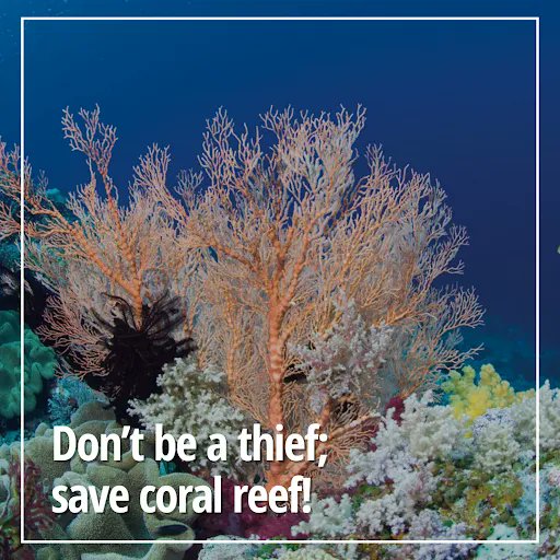 In areas polluted by plastic, corals are more susceptible to disease development. Corals that come into contact with plastic are 20 times more likely to get sick than those that don’t 🐠 🌊

Be considerate about the amount of single-use plastics you use  🙏