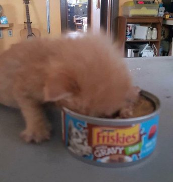 enderworms's tweet photo. gravy #freakspace https://t.co/XjywKLXdex