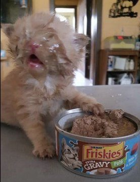 enderworms's tweet photo. gravy #freakspace https://t.co/XjywKLXdex