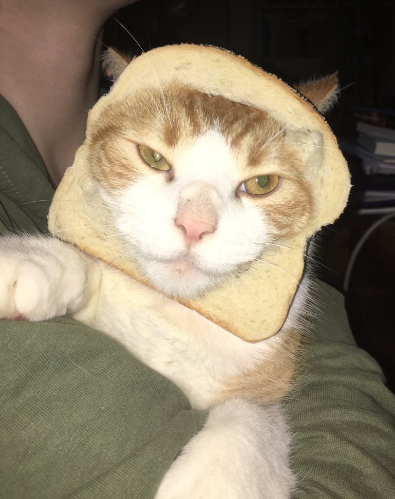 enderworms's tweet photo. do you like my cat #freakspace https://t.co/7NkThMQvZ8