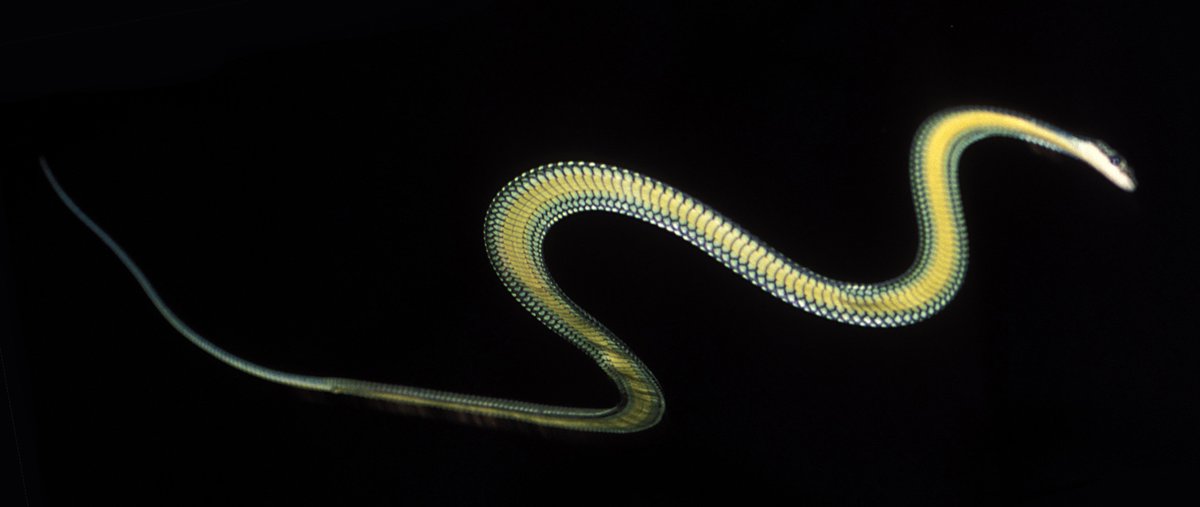 The <a href="/SochaLab/">SochaLab</a> is looking for new PhD students and postdocs for three active NSF grants on the biomechanics of flying snakes, mosquito feeding, and insect breathing. See linked PDF for details. Please RT and contact me asap if you have any interest!

tinyurl.com/ykuwvd5x