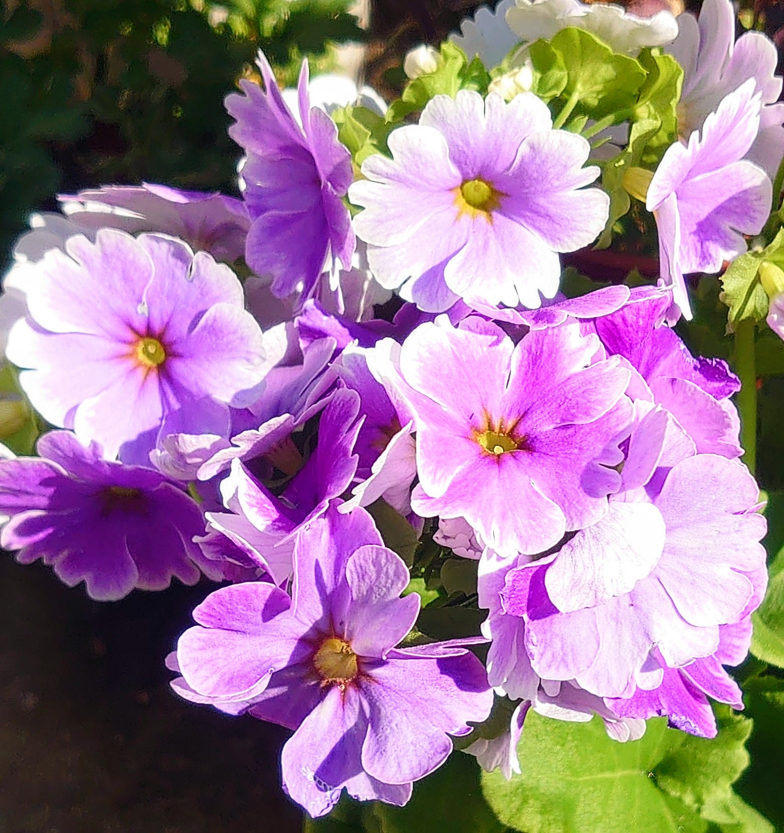 冬の花壇 Twitter Search Twitter