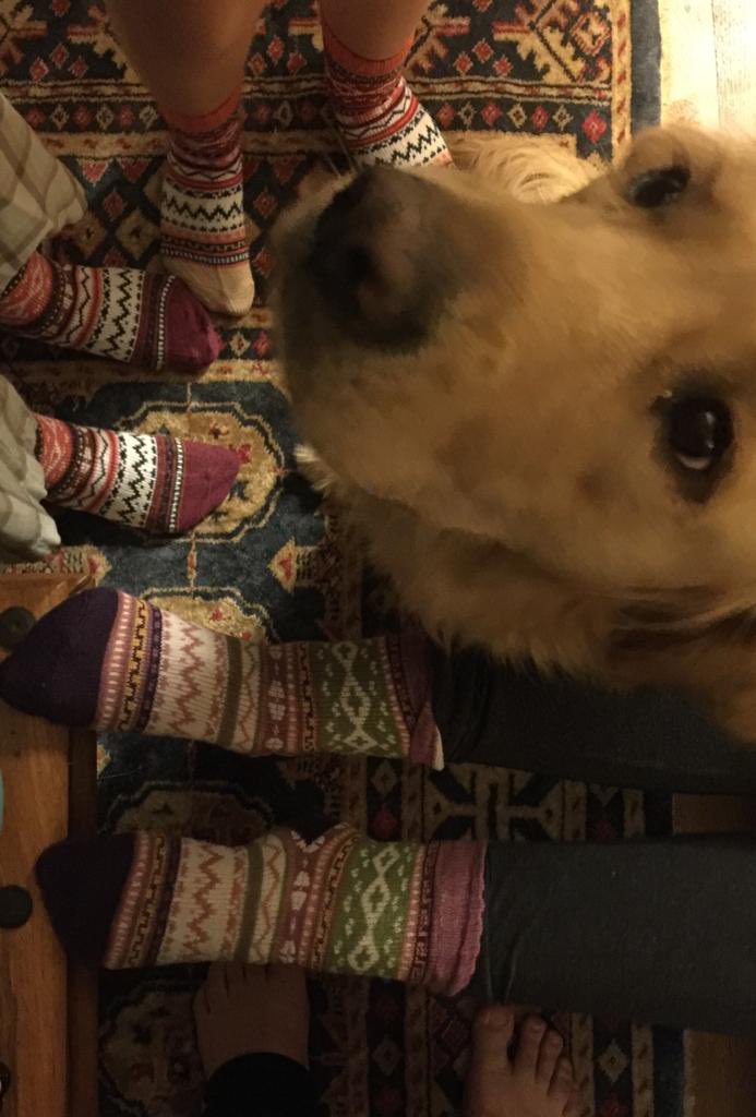 I’m sorry Scout, the new socks are a birthday present, I know the kids have stolen them already but they won’t fit your paws, honestly, stop giving me the guilt stares 🐾