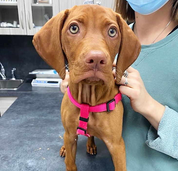 Introducing Miss Ruby the Vizsla, who definitely knows how to rock a hot pink.
.
.
#vizslas #puppies #torontodogs #styling #downtownstyle #fitoftheday #libertyvillage #veterinarian