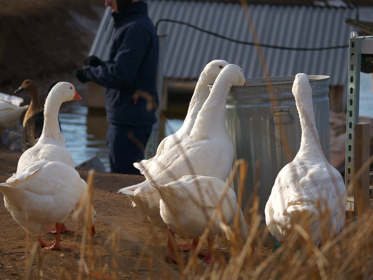 No need to retweet this today, because the farmer left the lid off the food. But if you do I'll send the ducks a snack. Look for your name on the live stream at twitch.tv/dashducks.
