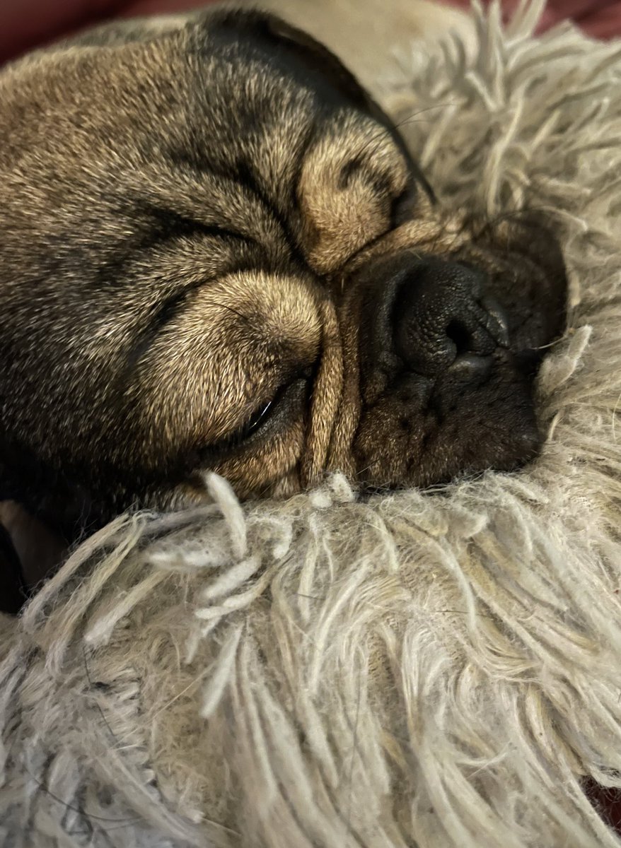 oakstreetaba's tweet photo. Emma ❤️ #puglife #puggle #retromops https://t.co/lo18OdJ3EO