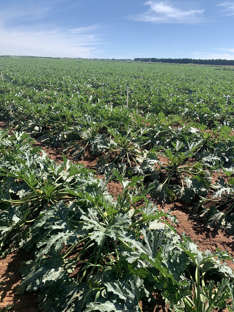 Wayne Shields tweet media