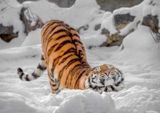 no humans tiger animal focus animal snow outdoors general  illustration images