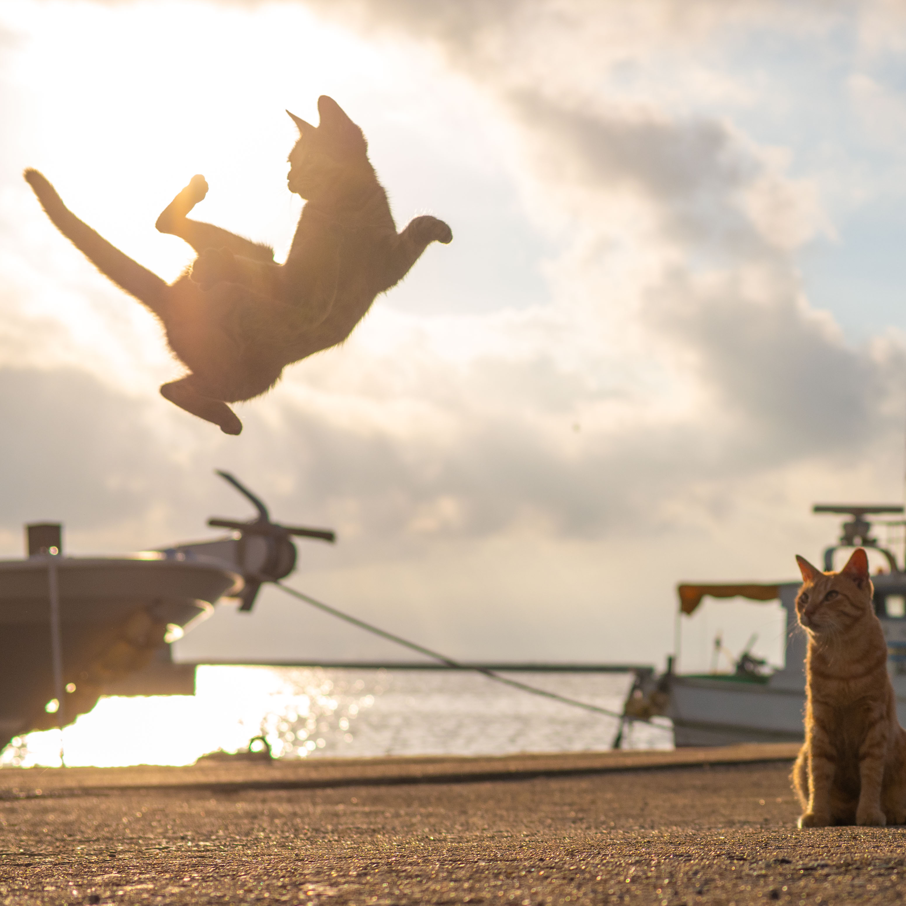 久方 広之 のら猫拳 夕焼け逆光で撮った港の猫 芸術点が高すぎる T Co Mumb2wyu3h Twitter