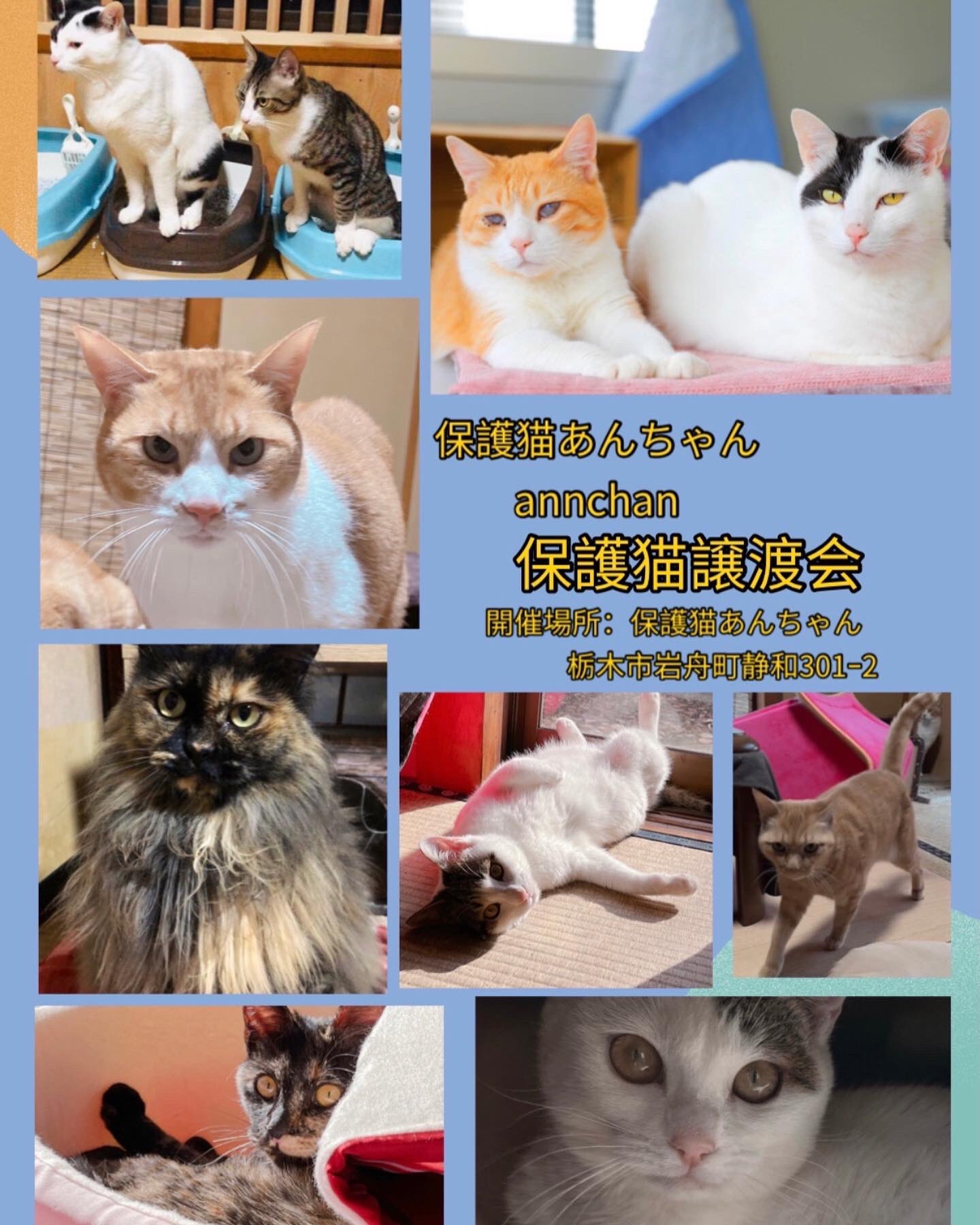 Tweets With Replies By 保護猫 あんちゃん Hogonekogoro Twitter