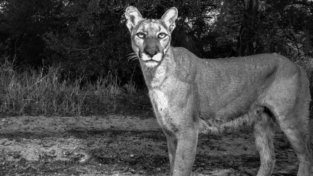 fstopfoundation's tweet photo. We love when our cameras capture the Florida panther, an often solitary animal predominately located in Southwest FL. 

#WildlifePhotography #ConservationPhotography #WildlifePreservation #SpeciesConservation #fStopFoundation #FloridaPanther @FlaPanthers https://t.co/fo2Y7oEKWe