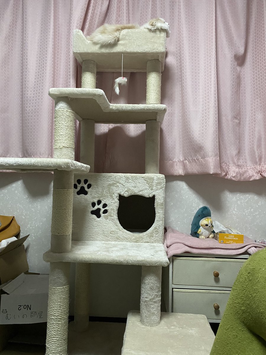 mui0117's tweet photo. キャットタワー気に入ってます🐱 https://t.co/Bc75D7FU6Z