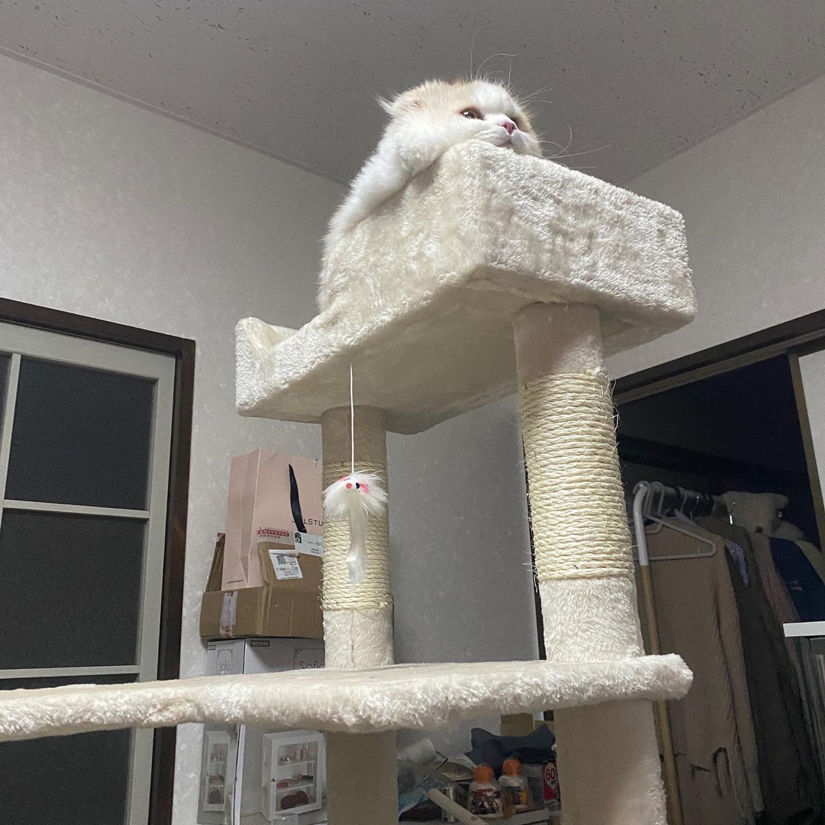 mui0117's tweet photo. キャットタワー気に入ってます🐱 https://t.co/Bc75D7FU6Z