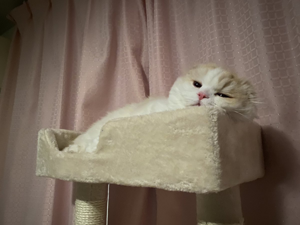 mui0117's tweet photo. キャットタワー気に入ってます🐱 https://t.co/Bc75D7FU6Z