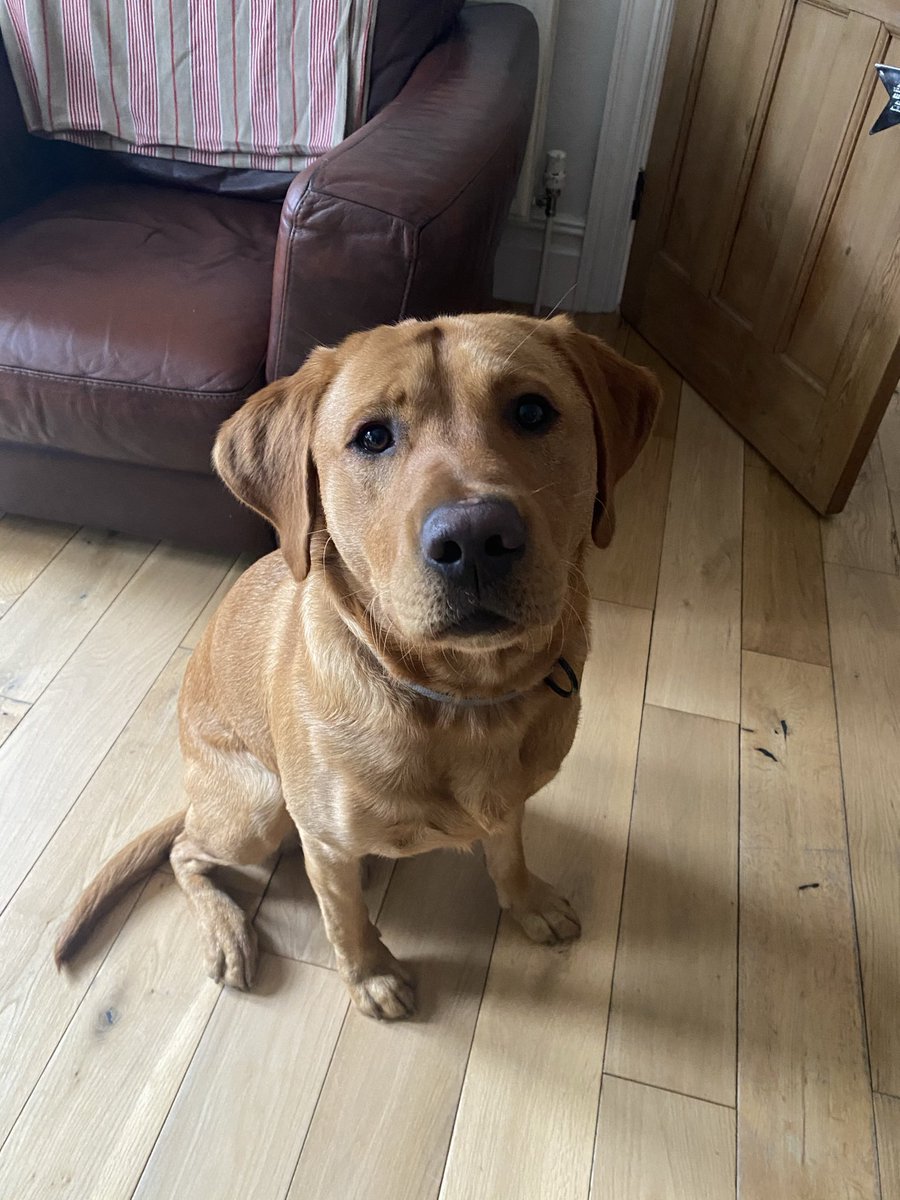 Oh, <a href="/rickygervais/">Ricky Gervais</a>, #AfterLife3 is just wonderful. I’m wonky smiling with a heavy heart and teary cheeks and my brain is in overdrive. Utterly mesmerising storytelling. Beautifully written, so gently performed, musical treats &amp; dogs, so Bryn enjoyed too.
Perfection, thank you 🙏🐾