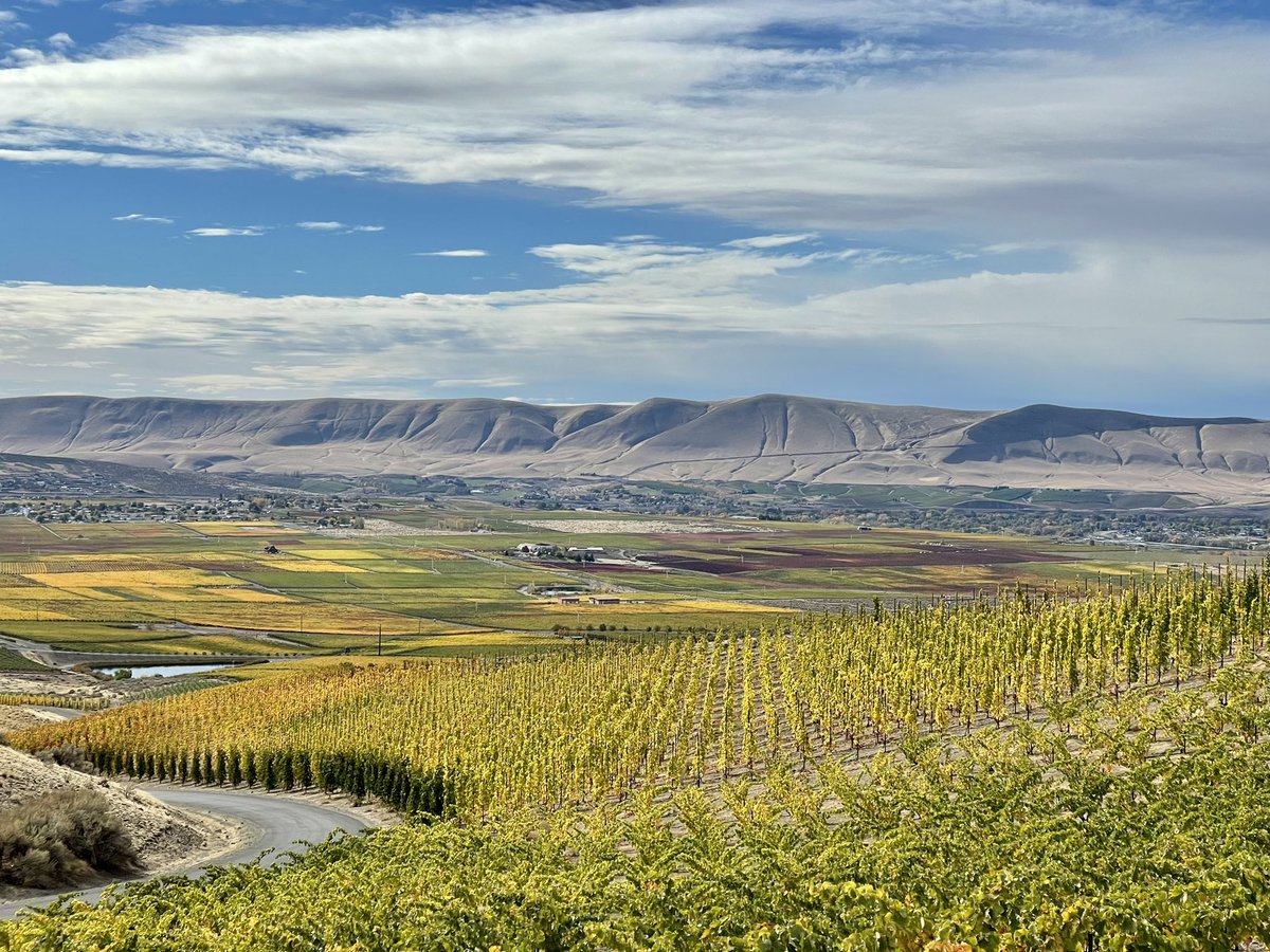 fierceterroir's tweet photo. @WSU_Vit_Ext WeatherEye Vineyards post-Harvest https://t.co/aVnSqE2k3S