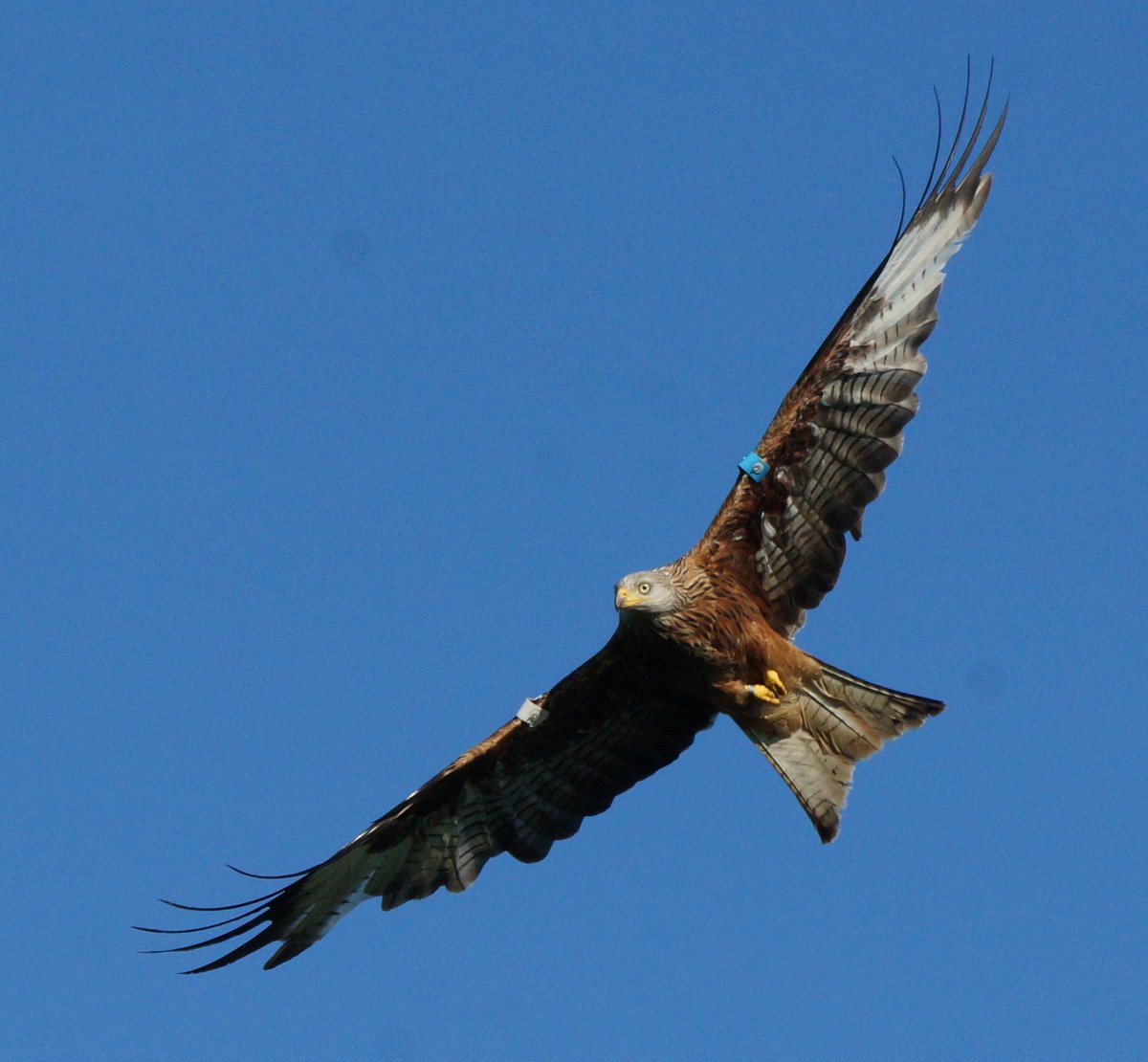#KitePic Blue White T collected in Wales &amp; released in Wicklow in 2011. She produced many young in recent years nesting right in the middle of a rookery each year. Found dead in 2020 on the motorway probably a collision victim #scavenging on carrion #DriveSlow <a href="/eagle_trust/">GoldenEagleTrust</a>