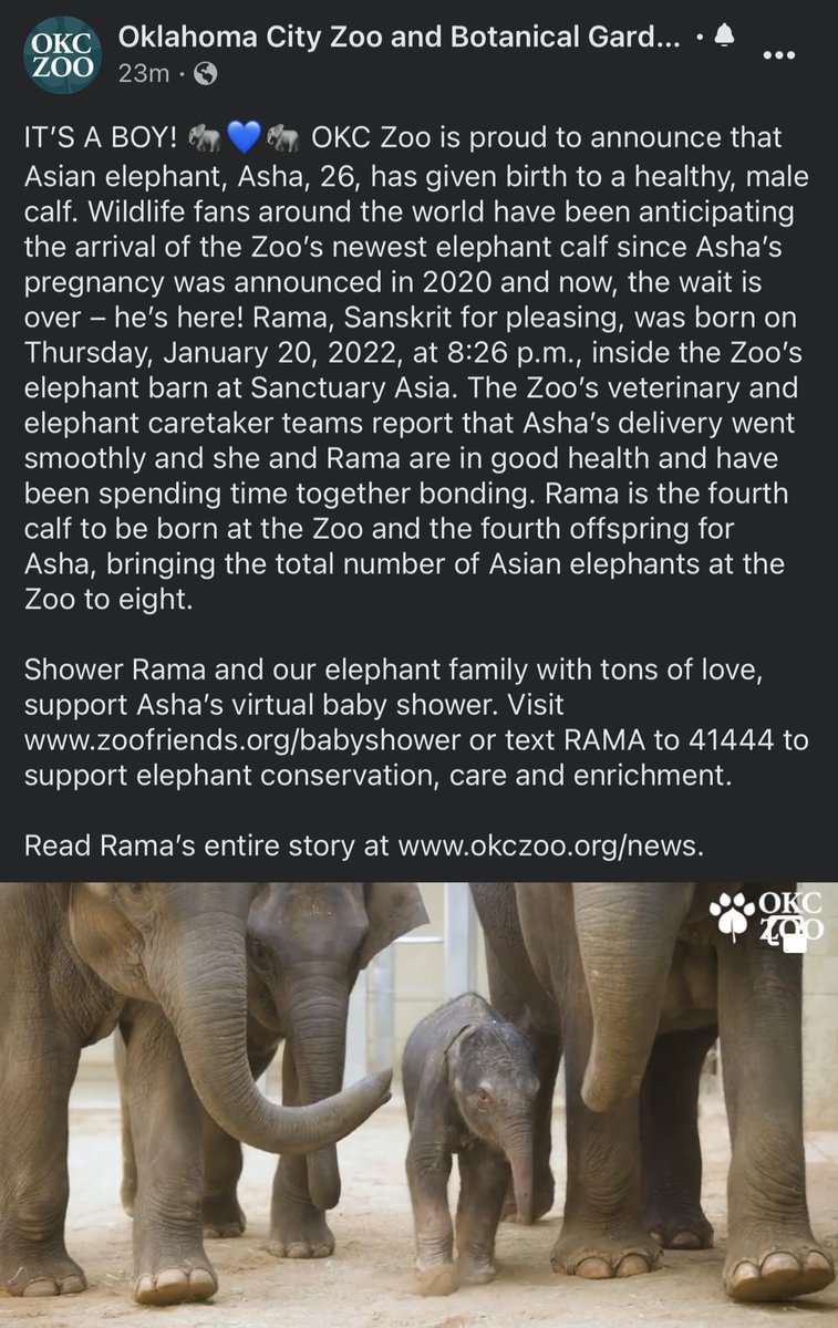 It’s a BOY!!!! 💙🐘🍼 Congrats @okczoo 😍💙 #elephants #babyelephants #Rama 💙