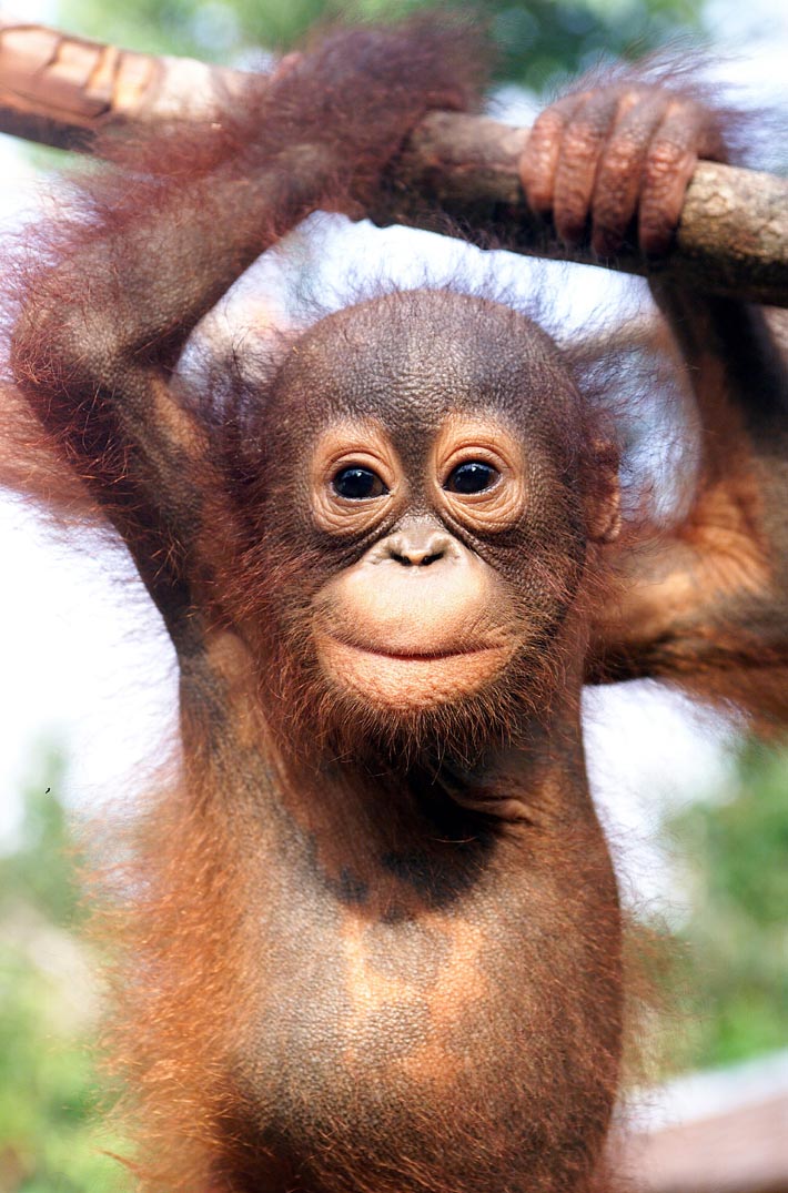 OrangutanDaily's tweet photo. https://t.co/hez0maJkMM