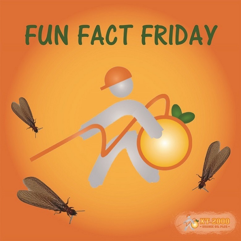 XT_2000's tweet photo. #FunFactFriday – Termites aren’t just bad for your home – they may also be bad for the environment. Termites release as much as 150 million tons of methane gas every year, which contributes to air pollution that can affect climate change.
#XT2000 #Termites #PestControl https://t.co/eaNsGDavOH