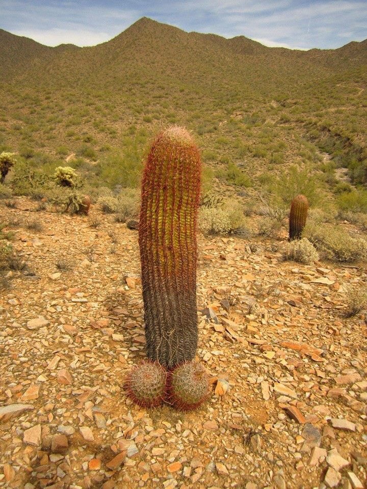 Sct3phxSherri's tweet photo. And people say Arizona doesnโt have a sense of humor! Friday fun day ๐๐๐บ๐ธ https://t.co/z2VSaPYrc7
