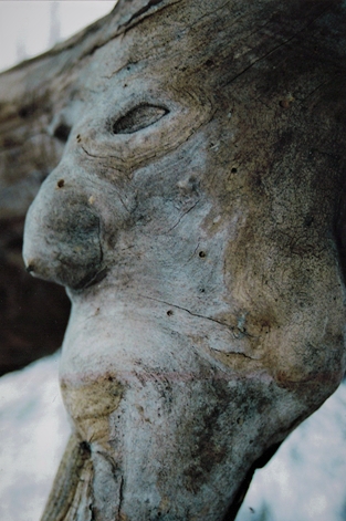 SenackRon's tweet photo. @cbcdocs @cbcgem I'm very honored to have one of my tree faces The Old Man included in this episode of the nature of things. If you would like to see more of my work here is a link to my Facebook page. -https://t.co/nM2FIXvwwT https://t.co/SJBI2RJQYD