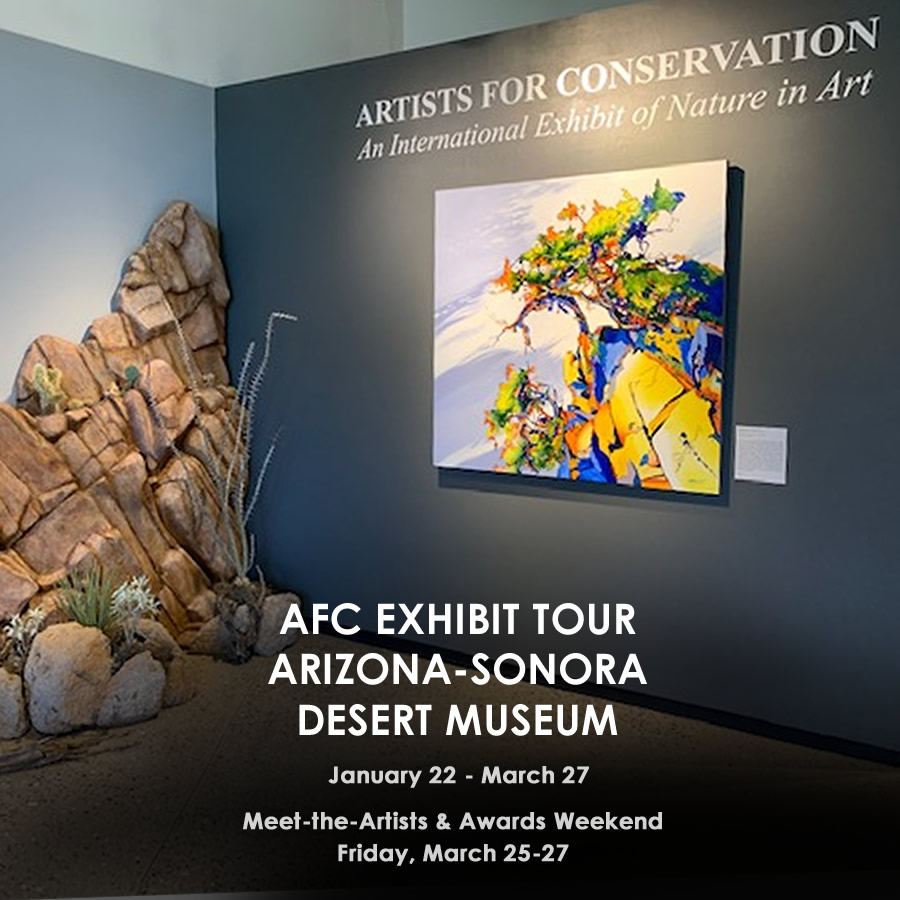 AFC Exhibit Tour opens tomorrow at the Arizona-Sonora Desert Museum Tour dates: Jan 22 - Mar 27, 2022. Awards and Workshops Weekend on March 25-27. Arizona-Sonora Desert Museum. bit.ly/3nNcyMX  #ConservationArt #NatureArt #Wildlifeart #wildlifartist #AFCexhibit