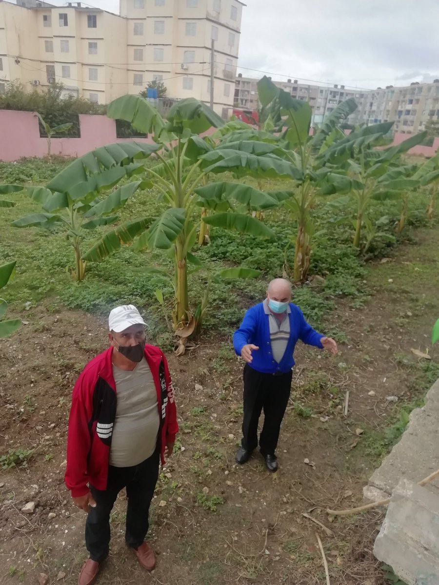 AlienOller's tweet photo. La producción de alimento en las escuelas primarias de VC, contribuye al ahorro del presupuesto de las instituciones y se garantiza una alimentación de mejor calidad. @yudi_mercedes @AlbertoLpzDiaz @CUBAMINED @liemodpe https://t.co/cPXJfITMdF