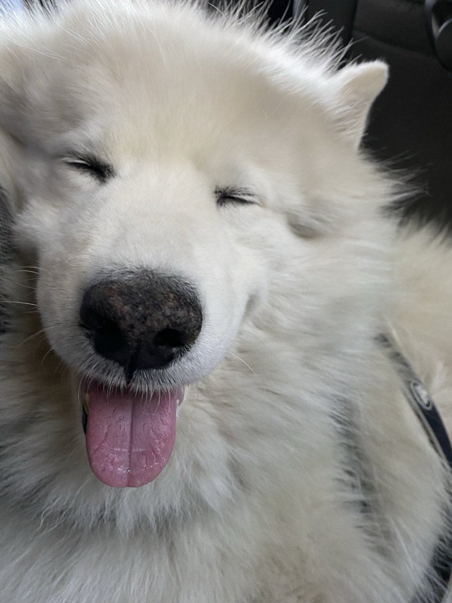 Feliz… pero te queremos invitar a nuestra casa para que te saques una selfie con Kody. Es tu fan! 😍