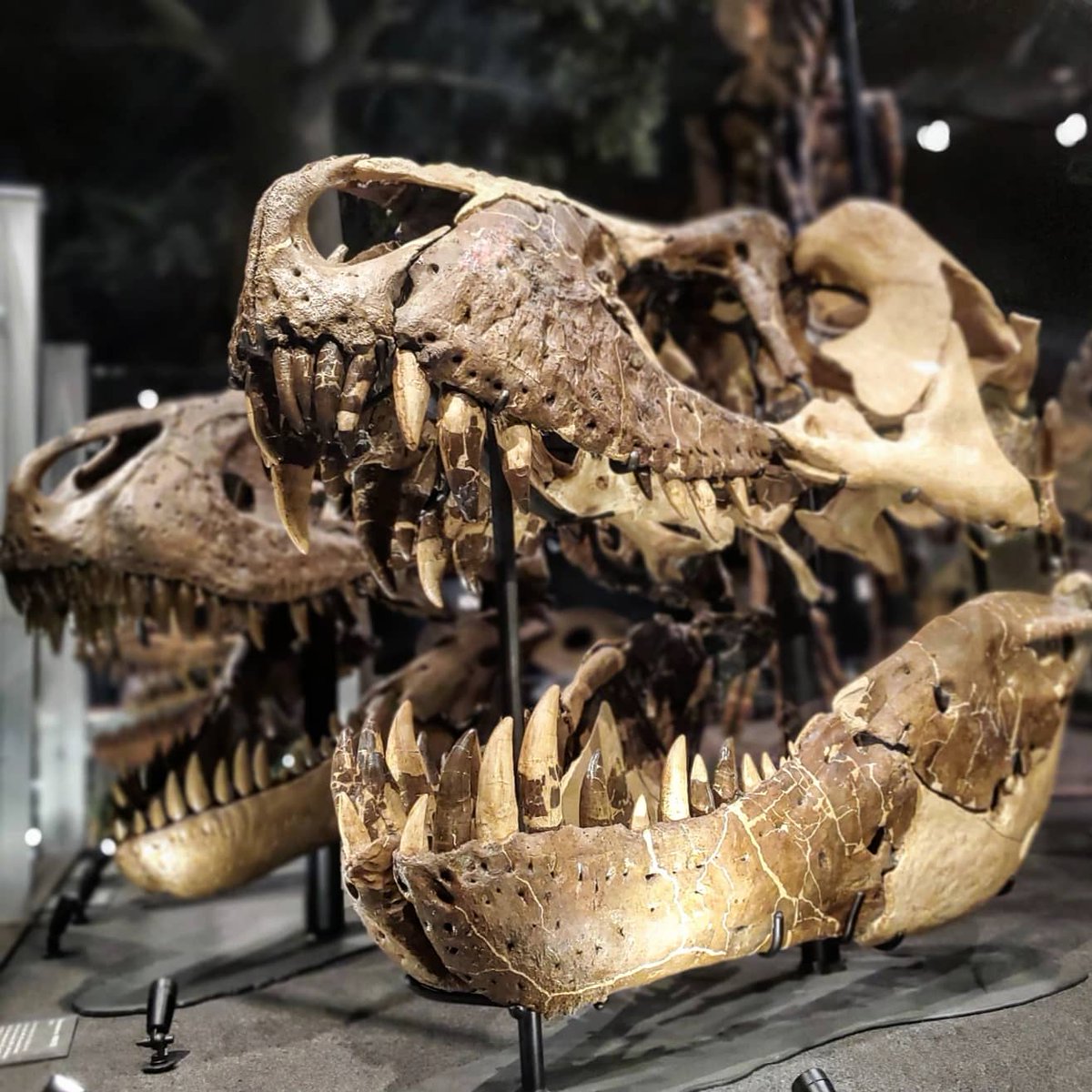 LadyNaturalist's tweet image. Want to work with me (and dinosaurs? 🦖) Museum of the Rockies in Bozeman, Montana is hiring for many positions within the museum's Education Division. Please let me know if you have questions and please RT! museumoftherockies.org/employment