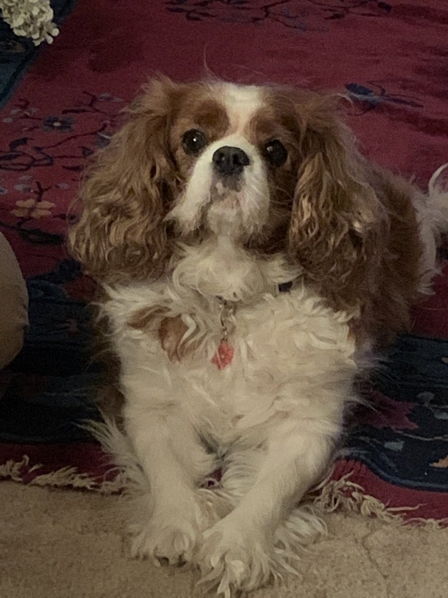 Chillin’ 🐶💕Noell #cavpack #cutestdogs #dogsoftwitter #cavalierkingcharlesspaniel