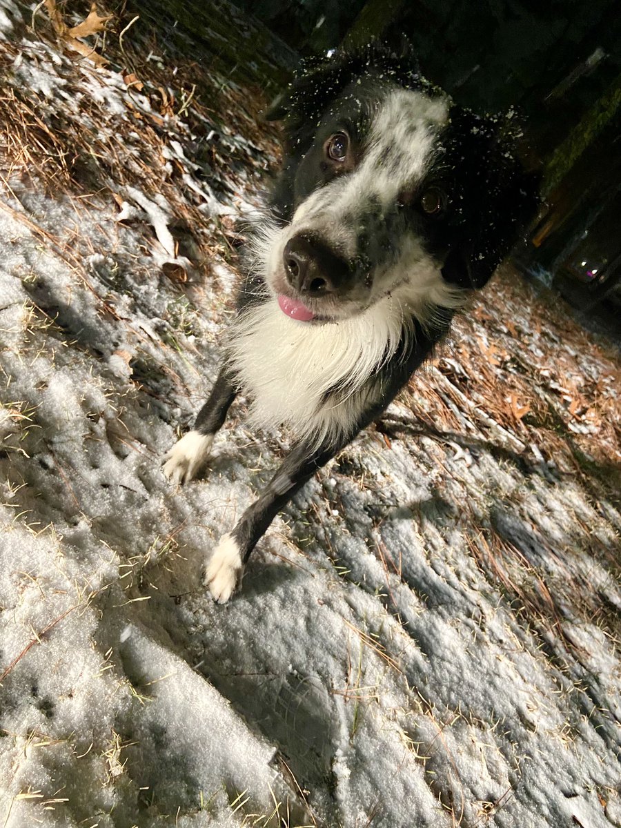 Pip’s first time in “snow” and needless to say he is officially in love. #bordercollie #bordercolliesoftwitter  #pip #pipthepup #myfurbaby #myanimalson #mybff
