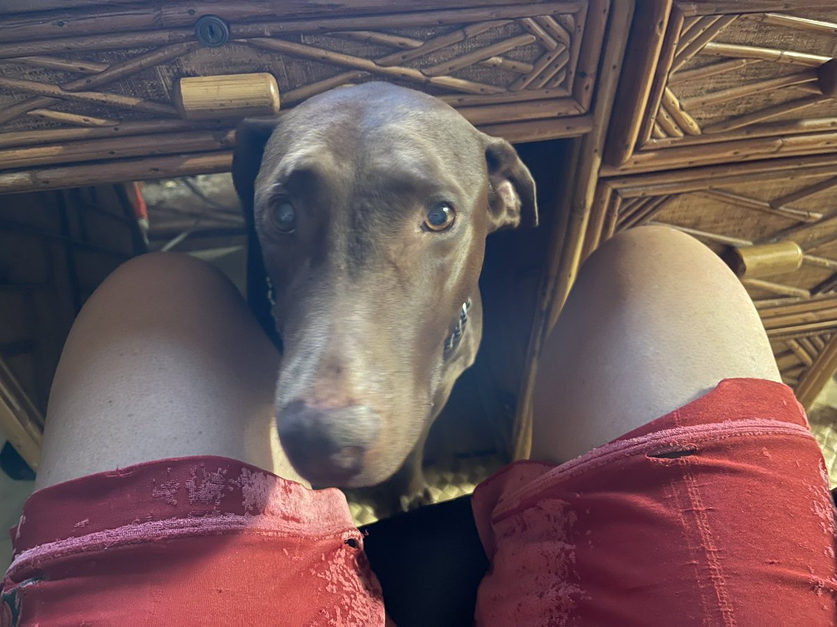 PakeSalmon's tweet photo. Was so happy to see my lost 🐕 on @hawaiianhumane website. Spoke to a female. Let her know I want a microchip &amp; I’m  on my way!  When i got there they said they killed her. I’m 😭. This is her. Mama. She was so scared 🎇🧨. Broke out 🏃‍♀️ away. #youkilledmydog #myohana #nothumane https://t.co/ZBr4hRfQjk