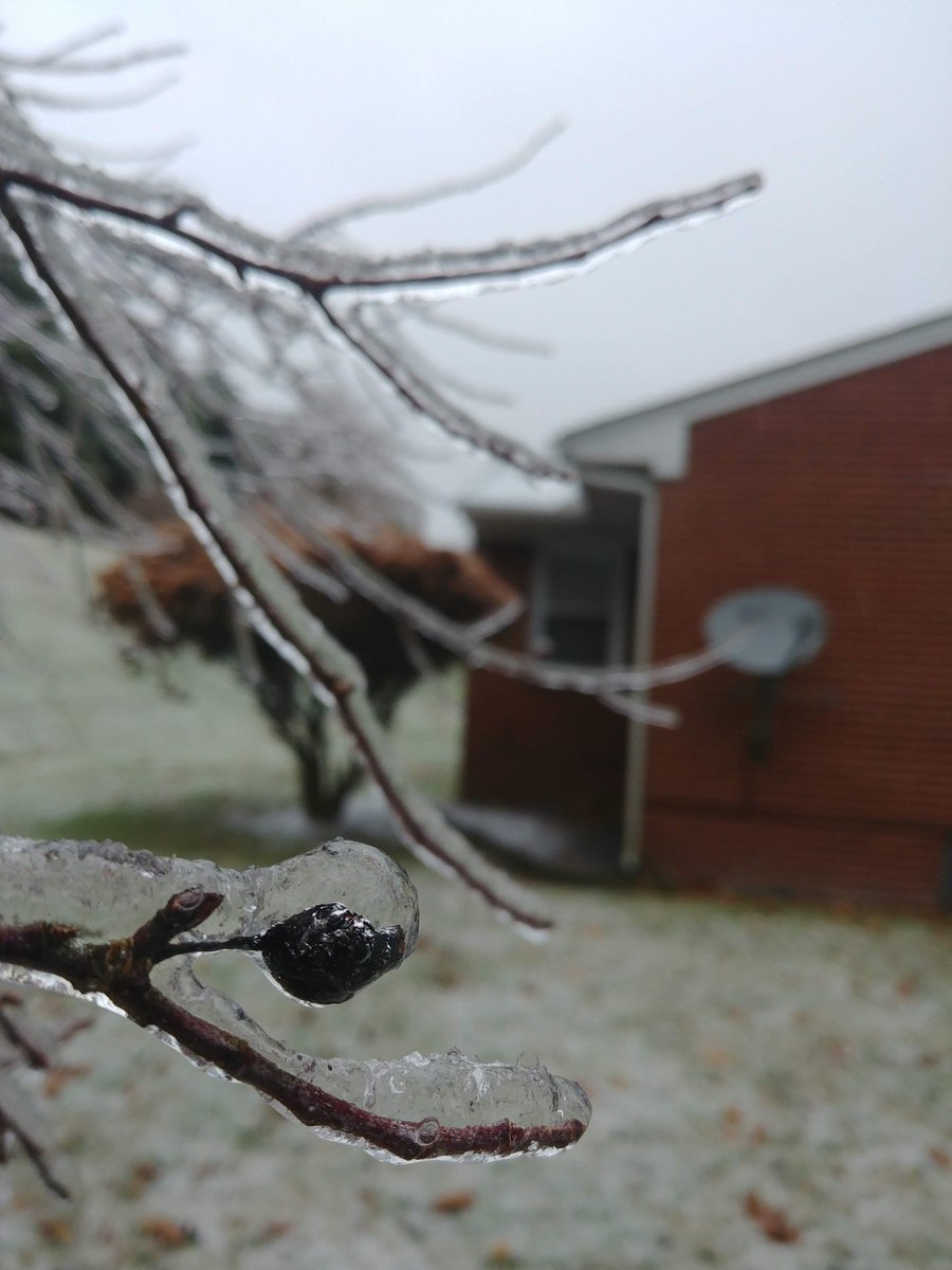 _Flowerleaf_'s tweet image. This isn't current, but i thought I'd  share my family's first winter in Virginia back in Nov. 2018. @ryanhallyall #winterflashback #winter2018