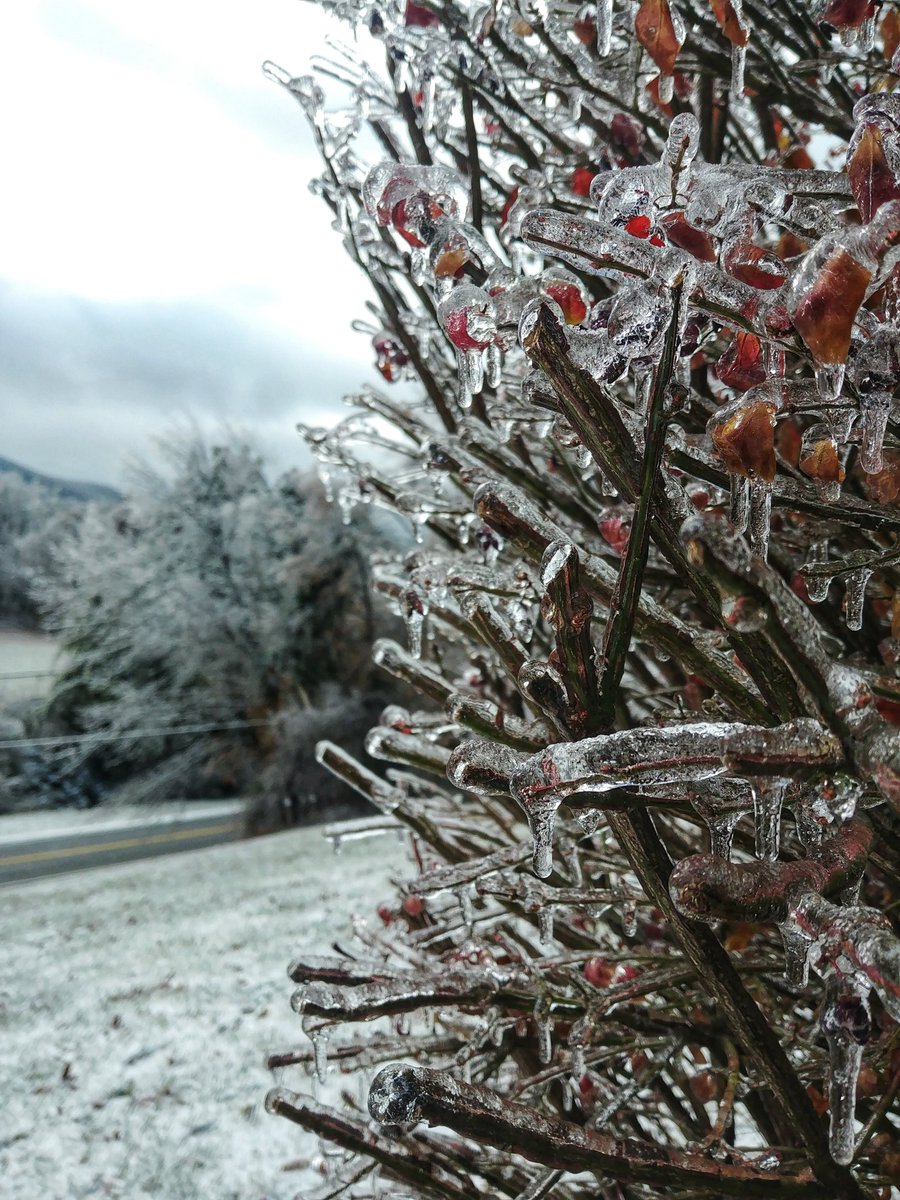 _Flowerleaf_'s tweet image. This isn't current, but i thought I'd  share my family's first winter in Virginia back in Nov. 2018. @ryanhallyall #winterflashback #winter2018