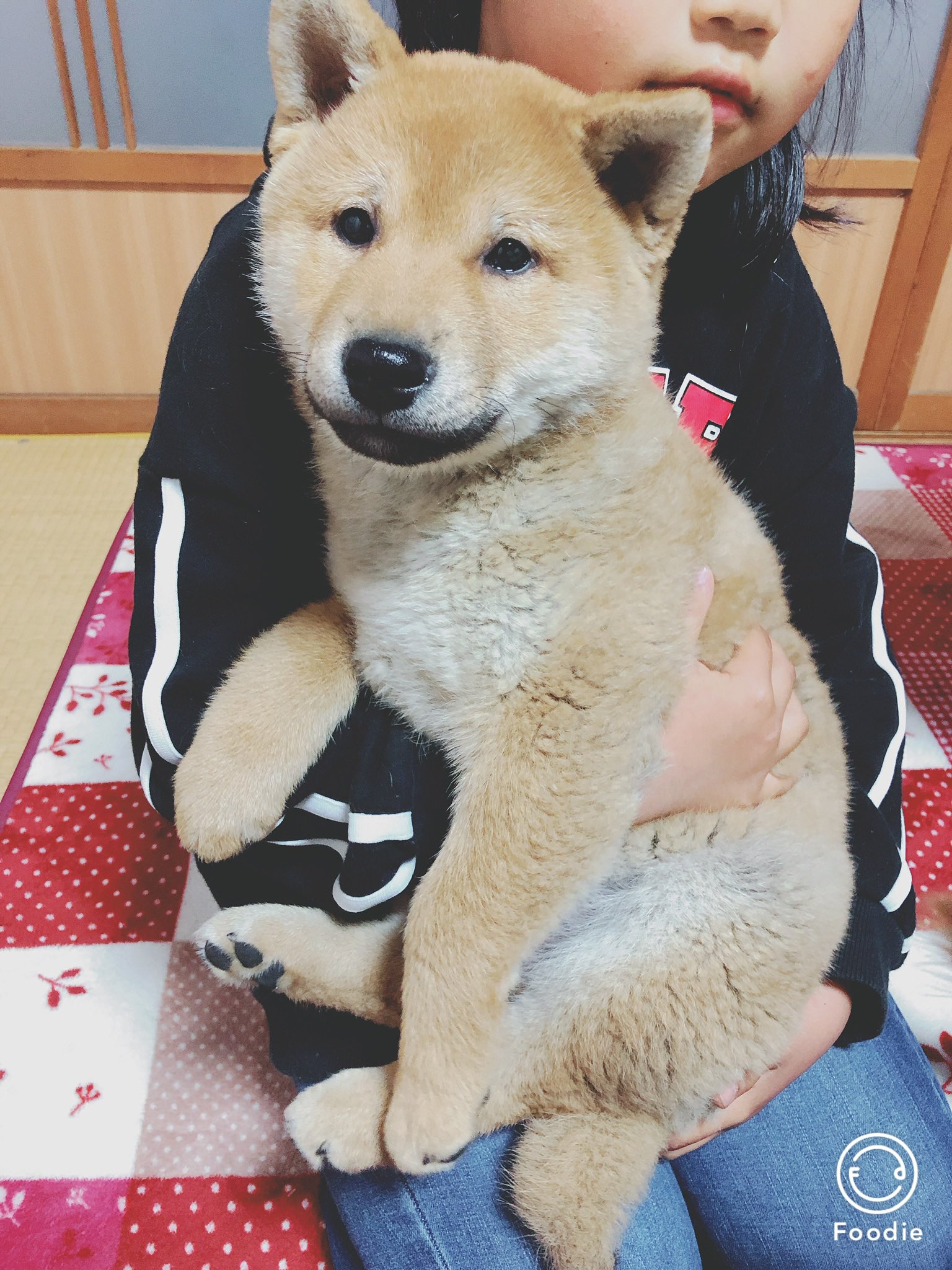 柴犬 はっさく Shibahassaku Twitter