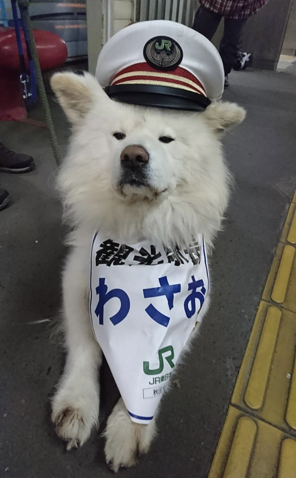 わさお公式 Wasao Official Twitter
