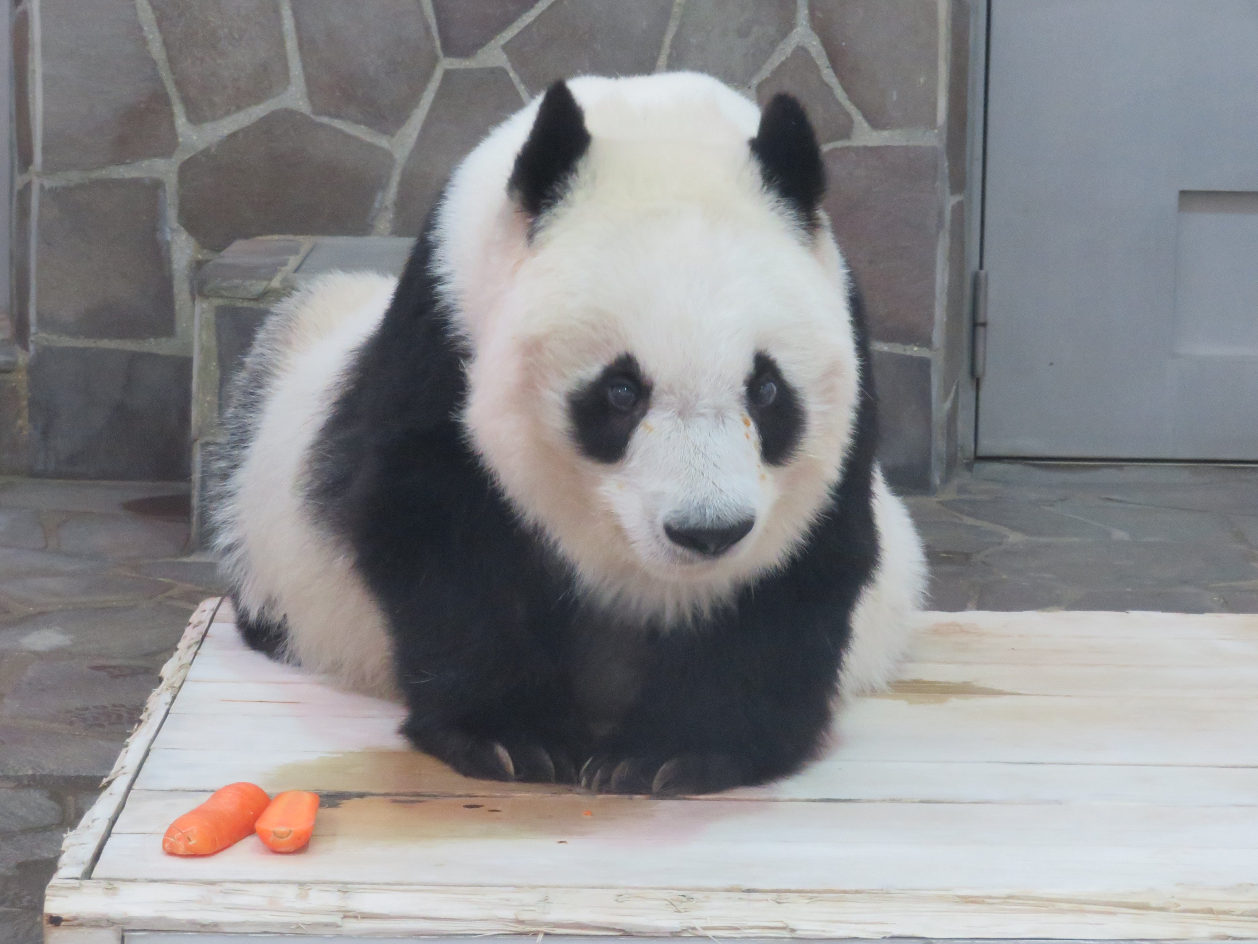 たんたんさん。ご確認お願いします らぱんだ (@tantan593) / X