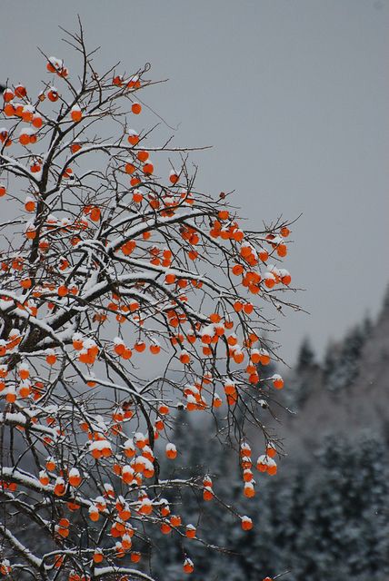 Хурма зимой. Хурма куст. Хурма дерево. Японская хурма дерево. Снежная хурма Япония.