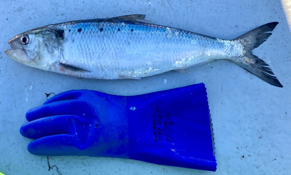 Loyal Friend PW 12 (@loyalfriendpw12) on Twitter photo Big pilchards up Newquay! π€£
βBut what species!!?β
<a href="/LoyalFriendPW12/">Loyal Friend PW 12</a>
#rarefish #newquay
#cornwall
#January βοΈ Big pilchards up Newquay! π€£
βBut what species!!?β
<a href="/LoyalFriendPW12/">Loyal Friend PW 12</a>
#rarefish #newquay
#cornwall
#January βοΈ